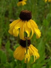 Louisiana Natives copyright � almostedenplants.com